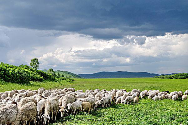 岳氏集團考察內(nèi)蒙古興安盟烏蘭浩特有機農(nóng)產(chǎn)品、中草藥種植等相關(guān)產(chǎn)業(yè)情況